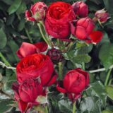 Саджанці троянди «Hot Rococo» (Хот Рококко) - Зображення 2