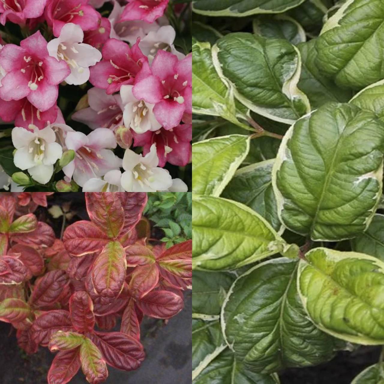 6312526220_vejgela-kvitucha-karikaturacaricature.jpg Вейгела квітуча "Карикатура" (Caricature) - Зображення 1