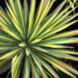 Юкка Variegata