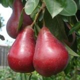 Саджанці груші "Старкримсон"