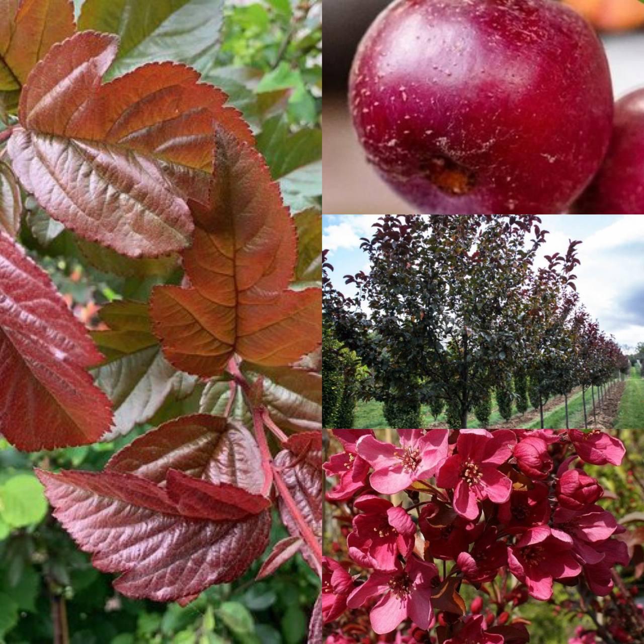 6327718266_sadzhantsi-yabluni-toringo.jpg Саджанці яблуні торінго "Скарлет" - Зображення 1