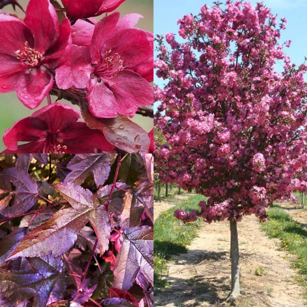 6327747628_sadzhantsi-yabluni-dekorativnoyi.jpg Саджанці яблуні декоративної "Хелена" - Зображення 1