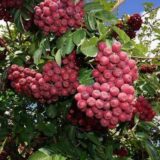 Саджанці горобини "Гранатна" - Зображення 3