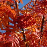 Саджанці горобини "Додонг"