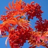 Саджанці горобини "Додонг" - Зображення 2