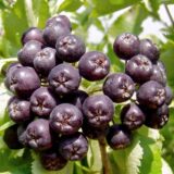 Саджанці горобини "Лікерна"