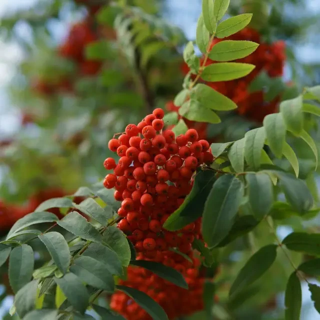 6327862792_sazhentsy-krasnoj-ryabiny.webp Саджанці червоної горобини "Кримська" - Зображення 1