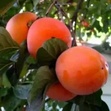 Саджанці хурми "Божий дар" (щеплена, кавказька) - Зображення 2