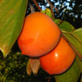 Саджанці хурми "Божий дар" (щеплена, кавказька)