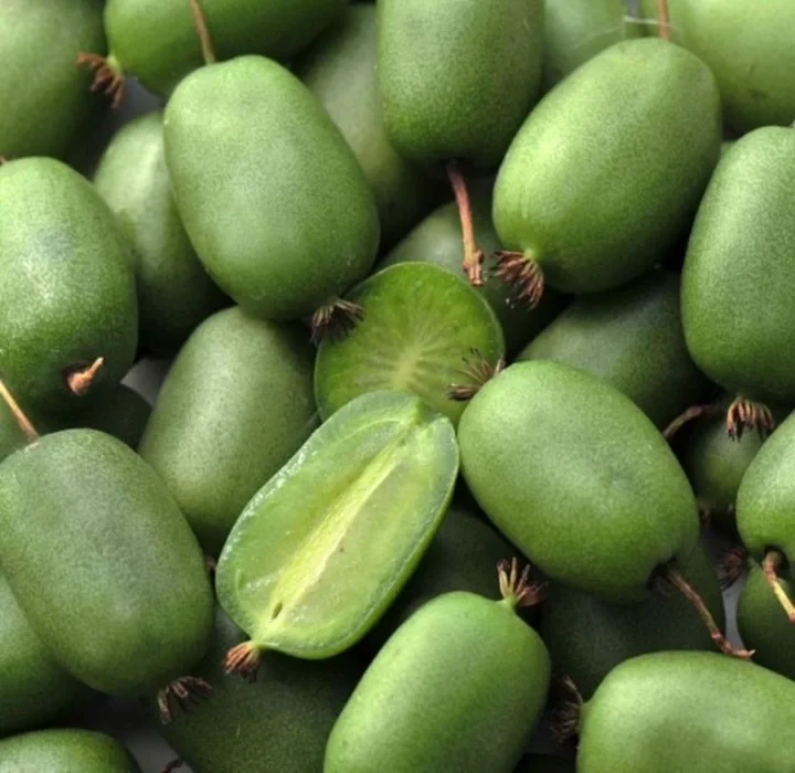 6346722070_sadzhantsi-aktinidiyi-samoplidnoyi.webp Саджанці актинідії самоплідної "Ісаї" Р9 - Зображення 1