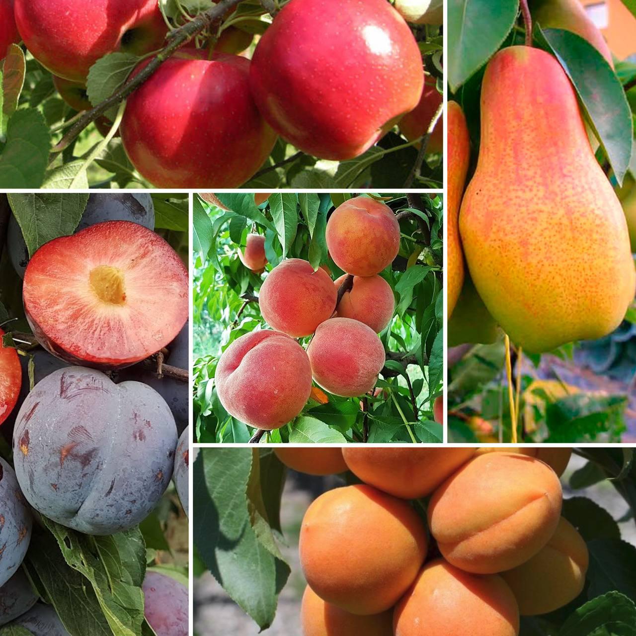 6346746452_nabir-z-5.jpg Набір з 5 плодових саджанців - Зображення 1