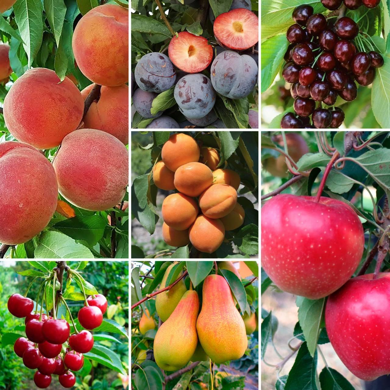 6346752236_nabir-z-7.jpg Набір з 7 плодових саджанців - Зображення 1