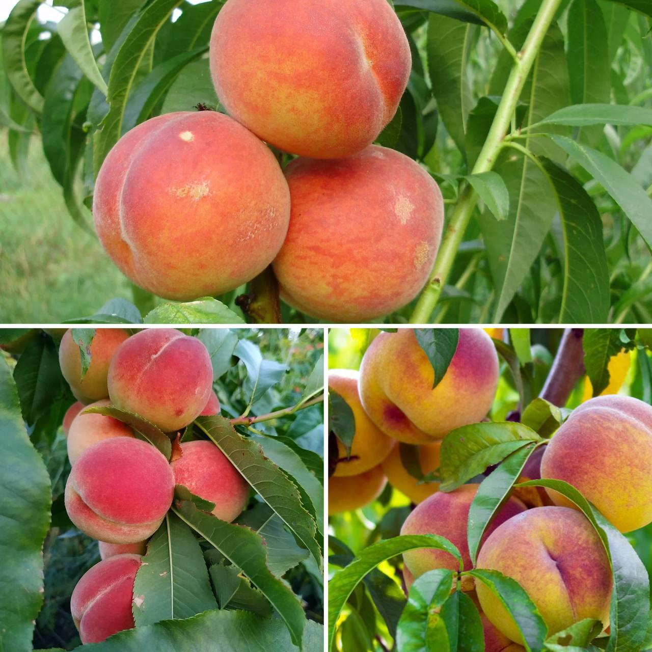 6346777355_nabir-z-3.jpg Набір з 3 видів персиків - Зображення 1