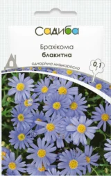 Брахікома блакитна (блакитний вогник) насіння (Hem Zaden)