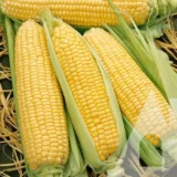 Сальвадор F1 насіння кукурудзи суперсолодкої 10 шт - Зображення 2