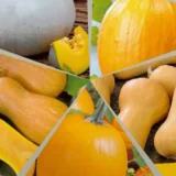 Гарбуз Гарбузовий мікс (суміш) 10 г - Зображення 2