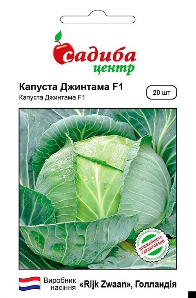 6383552112_kapusta-bilogolova-dzhintama.webp Капуста Білоголова Джинтама F1, 20 шт. Rijk Zwaan, Нідерланди - Зображення 1