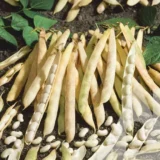 Квасоля зернова Мішле 10 г. GSN-Semences, Франція - Зображення 2