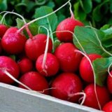 Редис Скарлет 20 г. (Власне фасування з оригінального упакування).