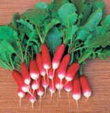 Редис Французький сніданок, 10 г. (Власне фасування з оригінального упакування).