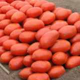 Томат Інкас F1, 20 шт. (Власне фасування з оригінального упакування), (Nunhems).