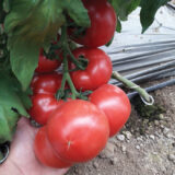 Томат Пінк Імпрешн F1 5 шт. (Власне фасування з оригінального упакування), (Sakata).