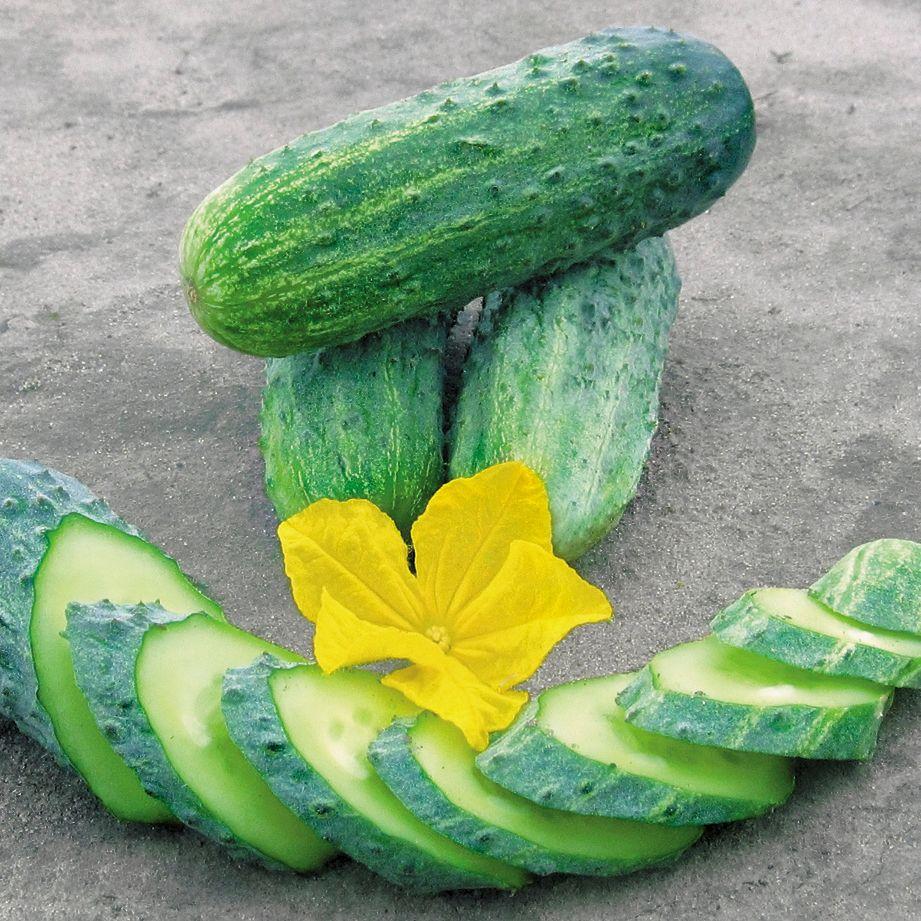 6410623888_ogirok-krispina-f1.jpg Огірок Кріспіна F1, 50 шт, (Власне фасування з оригінального упакування) - Зображення 1