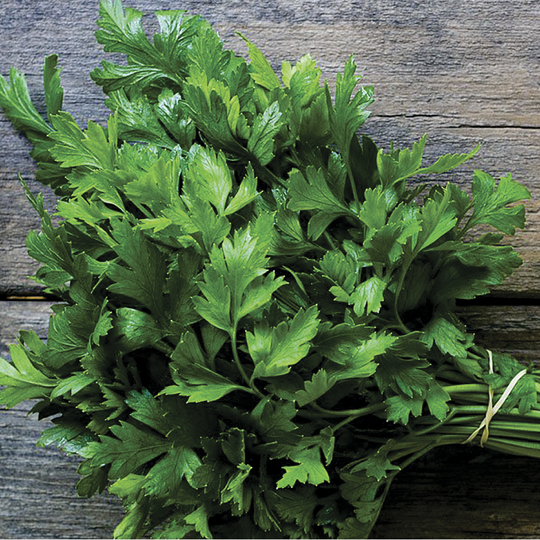 6410637562_petrushka-listova-italijskij.png Петрушка листова Італійський гігант, 20 г.(Власне фасування з оригінального упакування),(GSN Semences-Франція). - Зображення 1