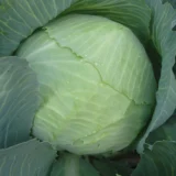 Капуста білоголова Ладора, 10 г. (Власне фасування з оригінального упакування), (Satimex).