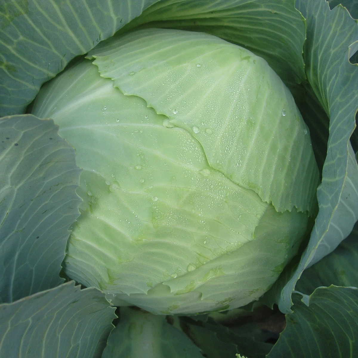 6410663852_kapusta-bilogolova-ladora.webp Капуста білоголова Ладора, 10 г. (Власне фасування з оригінального упакування), (Satimex). - Зображення 1