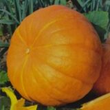 Гарбуз Жовтий велетень, 10 шт. (Власне фасування з оригінального упакування), (GSN - Semences).