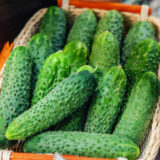 Огірок Престо F1, 10 шт. (Власне фасування з оригінального упакування), (Rijk Zwaan).