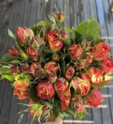 Саджанці троянди «Vulcanica» (Вулканіка) - Зображення 4