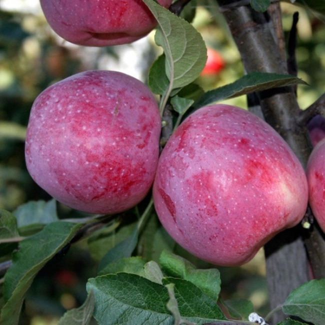 6518455245_sazhentsy-yabloni-florina.jpg Саджанці яблуні "Флоріна" - Зображення 1