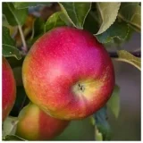 Саджанці яблуні "Аскольда"