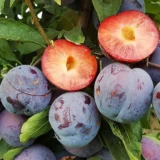 Саджанці сливи "Кримсон Гло" (середньоспілий сорт)