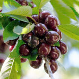 Саджанці черешні "Самба" (середньоспілий сорт)