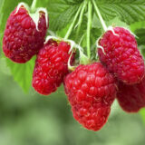 Малина "Каскад Делайт" (середньостигла) - Зображення 2