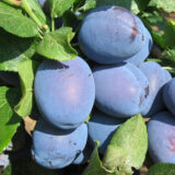 Саджанці сливи "Чачакська Найболія" (пізньоспілий сорт)