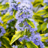 Саджанці  Каріоптерісу варієгатного Summer Sorbet