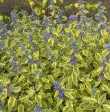 Саджанці  Каріоптерісу варієгатного Summer Sorbet - Зображення 2