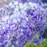 Саджанці гліцинії "Блю Мун" (Blue Moon) - Зображення 2