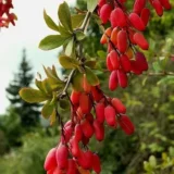 Саджанці барбарису звичайного (їстівного)