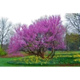 Саджанці церцису (Cercis canadensis) 'Eastern Redbud' - Зображення 2