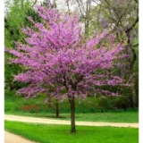 Саджанці церцису (Cercis canadensis) 'Eastern Redbud' - Зображення 3