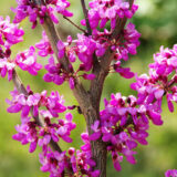 Саджанці церцису (Cercis canadensis) 'Eastern Redbud' - Зображення 4