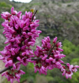 Саджанці церцису (Cercis canadensis) 'Eastern Redbud'