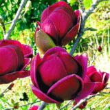 Магнолія ‘Genie’, Голандія Н - 0,6-0,8 м,  С 5 - Зображення 2