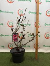 Магнолія ‘Genie’, Голандія Н - 0,6-0,8 м,  С 5 - Зображення 3