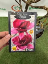 Магнолія ‘Genie’, Голандія Н - 0,6-0,8 м,  С 5 - Зображення 4